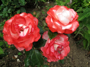 Картинка цветы розы красные куст