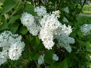 Картинка цветы сирень