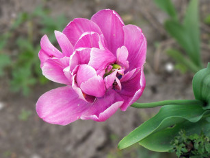 Картинка цветы тюльпаны лепестки