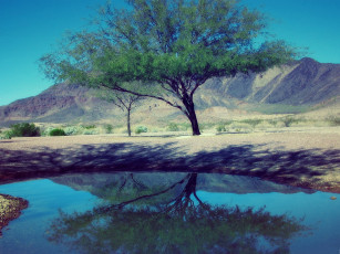 Картинка природа деревья озеро дерево горы