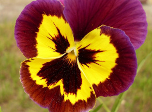 Картинка цветы анютины глазки садовые фиалки макро