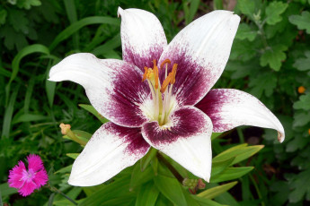 Картинка цветы лилии лилейники лепестки