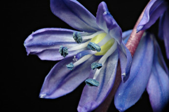 Картинка пролеска сибирская цветы подснежники белоцветник синий