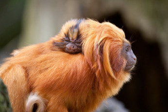 Картинка животные обезьяны детеныш тамарин золотой
