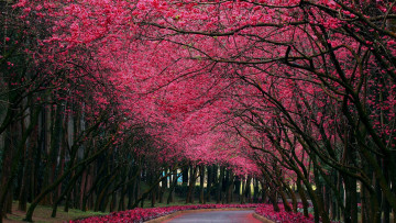 Картинка природа парк аллея деревья