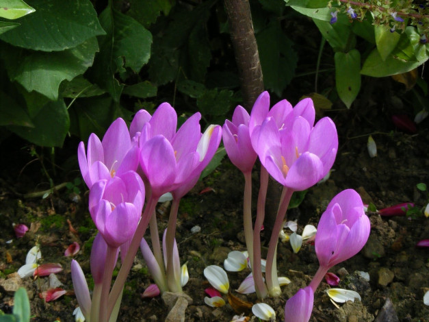 Обои картинки фото безвременник, цветы, крокусы, сиреневый