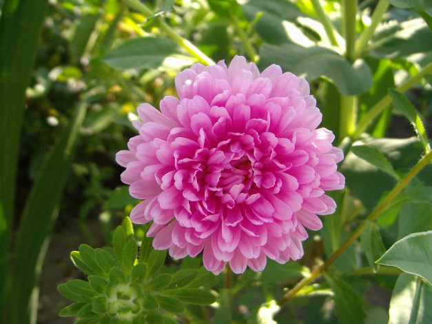 Обои картинки фото цветы, астры, розовый