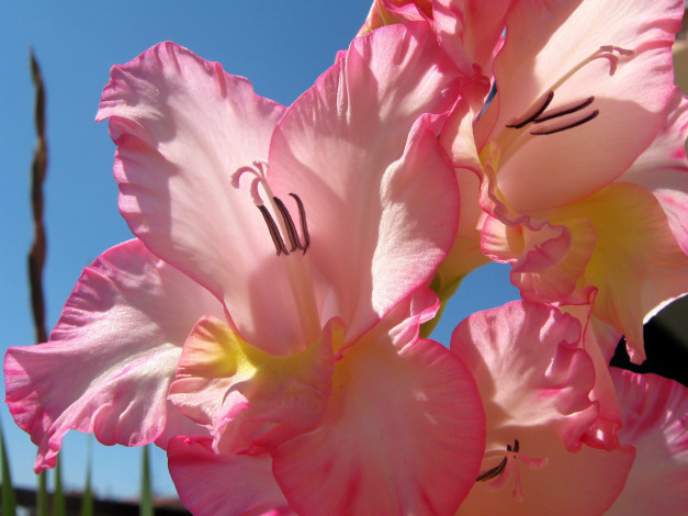 Обои картинки фото цветы, гладиолусы, розовые