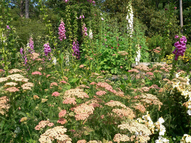 Обои картинки фото цветы, луговые, полевые, лето