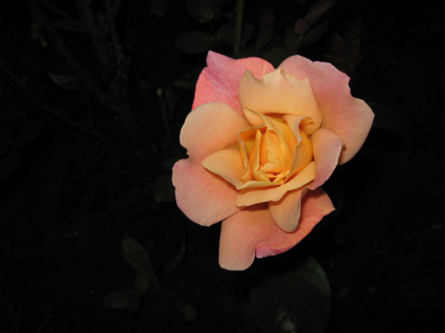 Обои картинки фото цветы, розы, роза