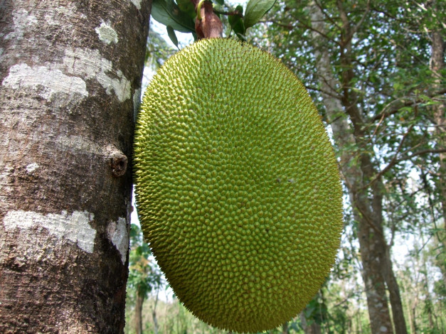 Обои картинки фото природа, плоды, дерево