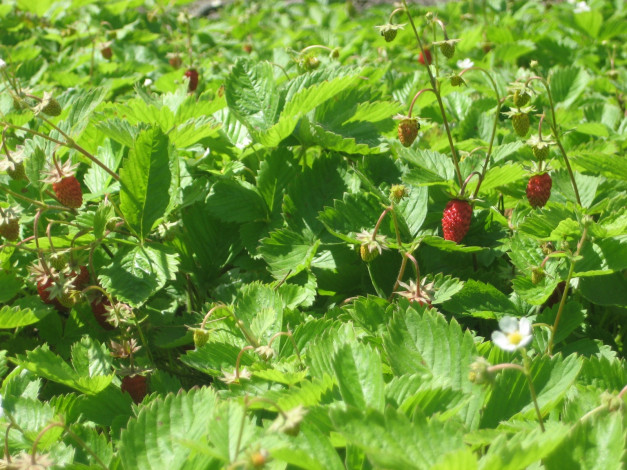 Обои картинки фото природа, Ягоды, земляника