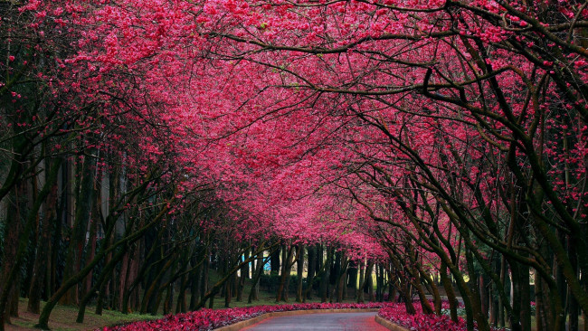 Обои картинки фото природа, парк, аллея, деревья