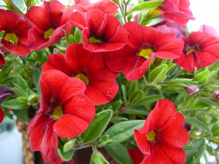 Картинка цветы петунии калибрахоа красный