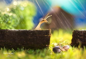 Картинка животные улитки рожки дождь