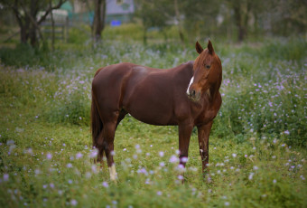 Картинка животные лошади луг гнедая