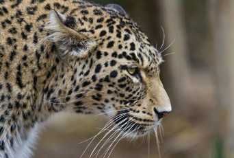 Картинка животные леопарды профиль