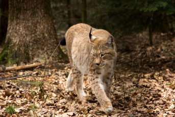 Картинка животные рыси кошка