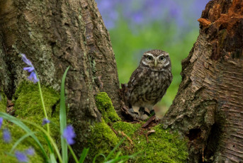 Картинка животные совы сыч дерево