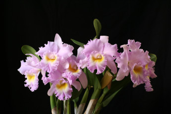 Картинка цветы орхидеи