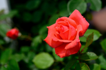 Картинка цветы розы красный