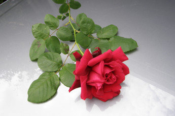 Картинка цветы розы роза