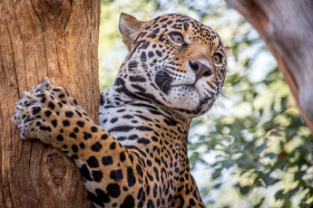 Картинка животные Ягуары кошка