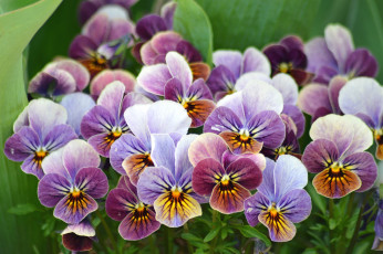 Картинка цветы анютины глазки садовые фиалки пестрый