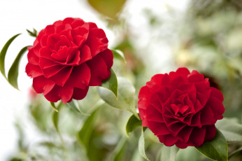 Картинка цветы камелии пара красный