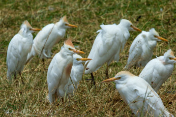 Картинка животные цапли белые хохолки
