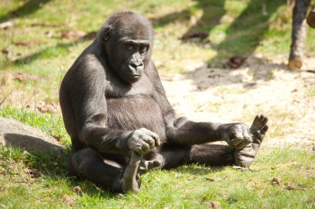 Картинка животные обезьяны горилла