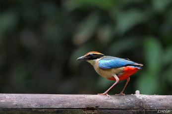 Картинка животные птицы птичка пестрая
