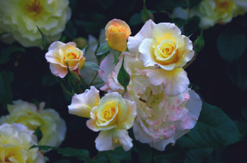 Картинка цветы розы куст бутоны лепестки