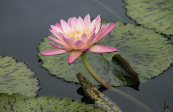 Картинка цветы лилии водяные нимфеи кувшинки кувшинка нимфея листья