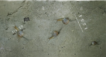 Картинка животные улитки гонка соревнования финиш