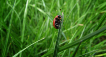 Картинка животные насекомые божья коровка трава