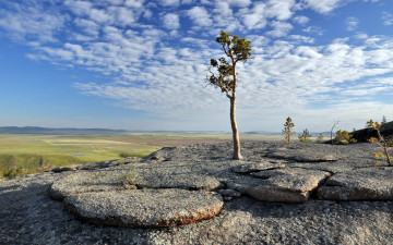 Картинка природа деревья горизонт дерево равнина горы