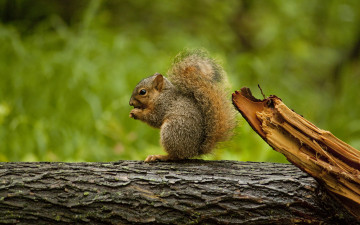 Картинка животные белки бревно