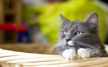 Картинка животные коты портрет мордочка