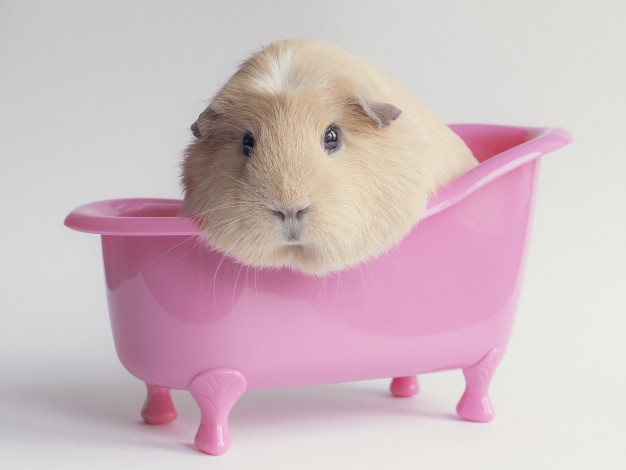 Обои картинки фото животные, морские, свинки, хомяки, морская, свинка, ванна