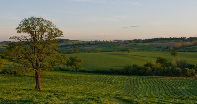 Обои картинки фото природа, поля, деревья, трава, простор