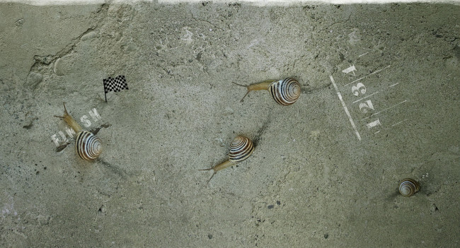 Обои картинки фото животные, улитки, гонка, соревнования, финиш