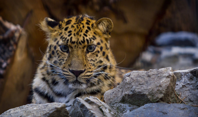 Обои картинки фото животные, леопарды, амурский, леопард