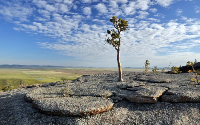 Обои картинки фото природа, деревья, горизонт, дерево, равнина, горы
