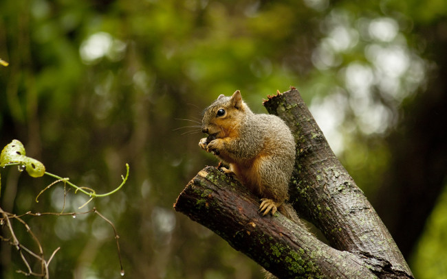 Обои картинки фото животные, белки, ветка