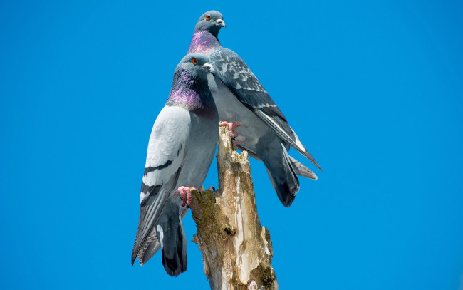 Обои картинки фото животные, голуби, пара, сизари