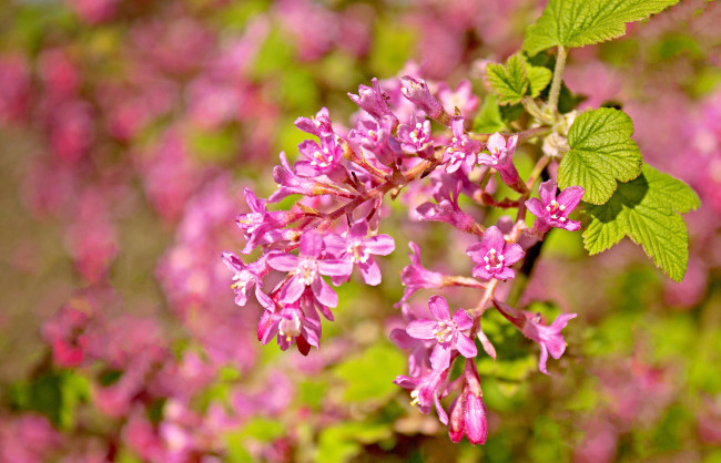 Обои картинки фото цветы, цветущие, деревья, кустарники, смородина, кроваво-красная, ветка, макро