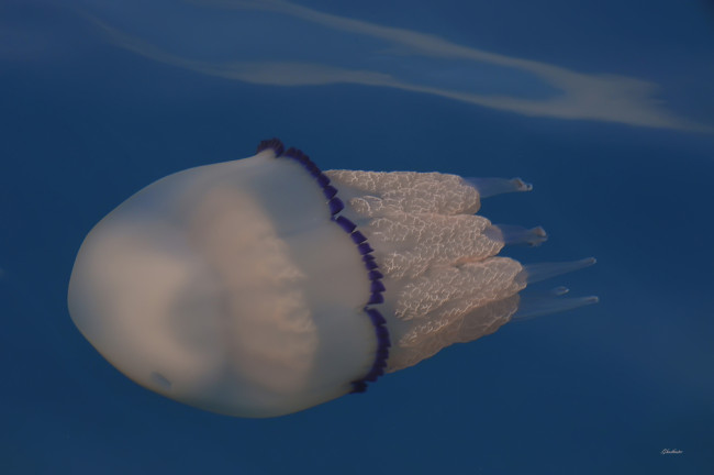 Обои картинки фото животные, медузы, вода