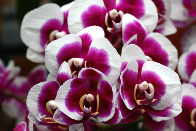 Обои картинки фото цветы, орхидеи, пестрый