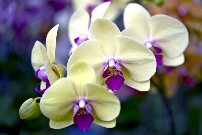 Обои картинки фото цветы, орхидеи, ветка